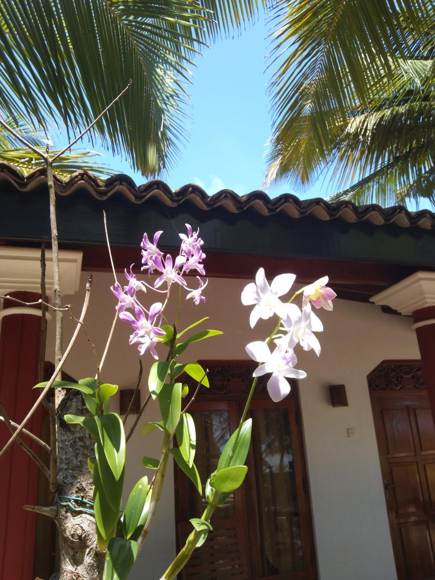 Patini Bungalows - Beach Garden Tangalle Kültér fotó
