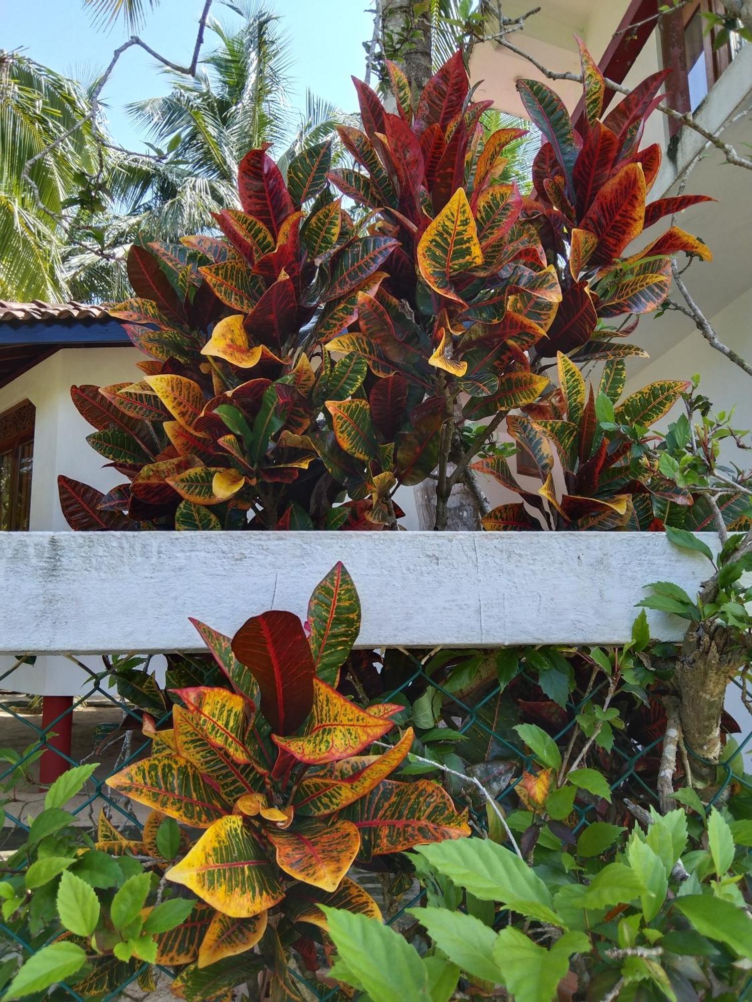 Patini Bungalows - Beach Garden Tangalle Kültér fotó