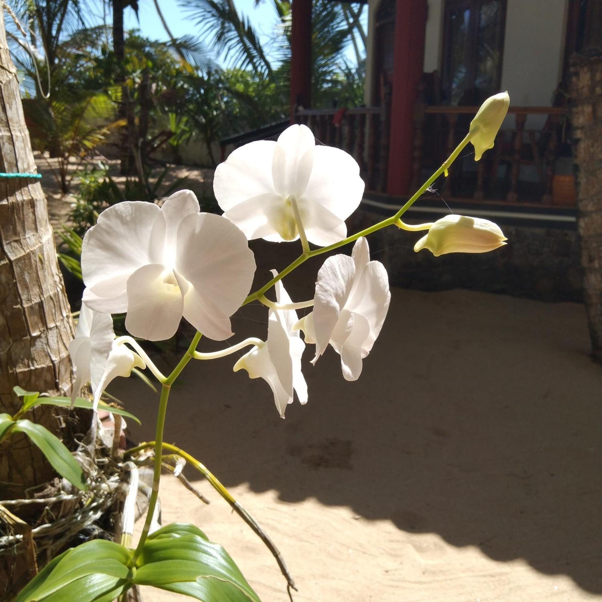 Patini Bungalows - Beach Garden Tangalle Kültér fotó