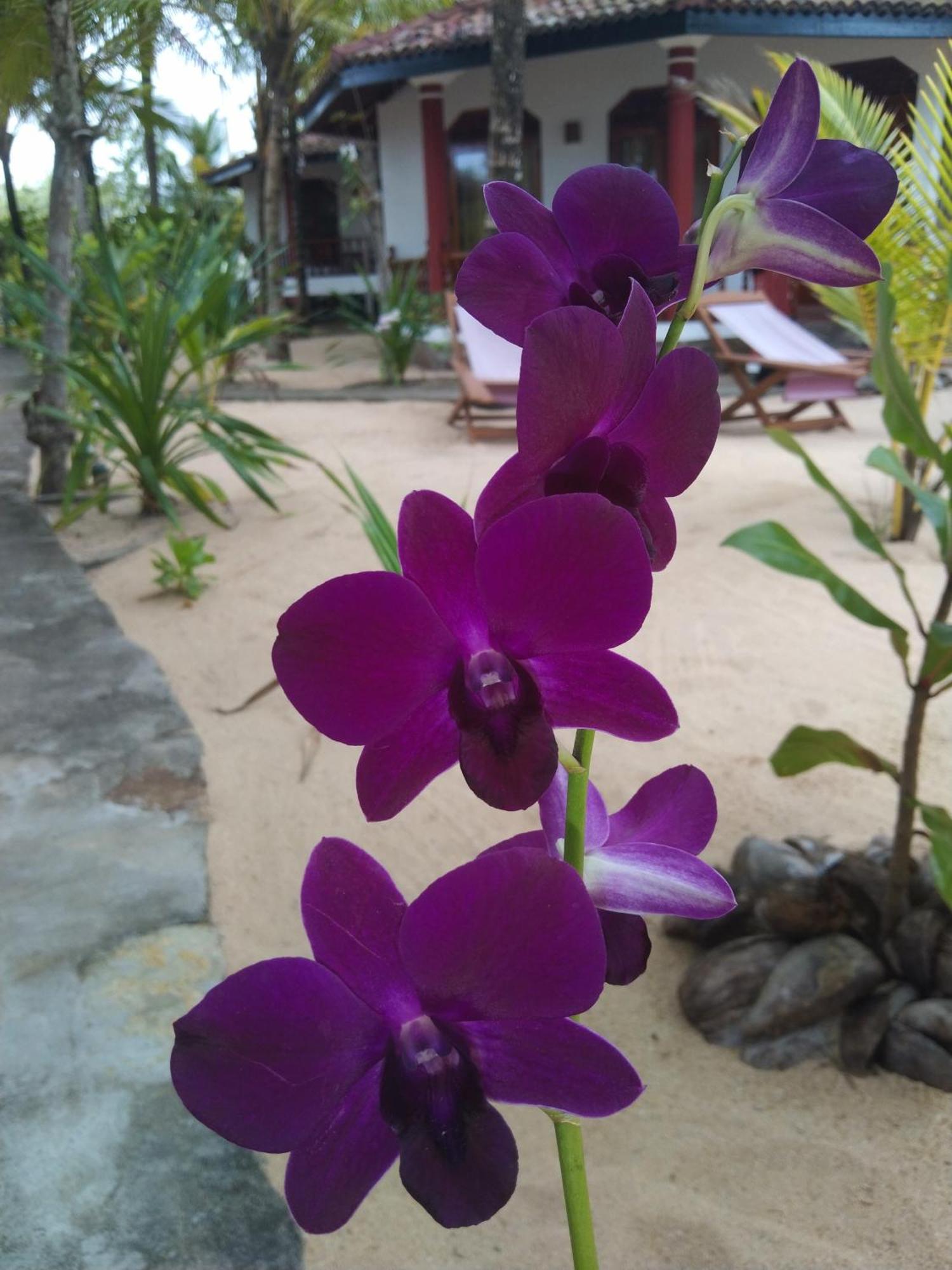 Patini Bungalows - Beach Garden Tangalle Kültér fotó
