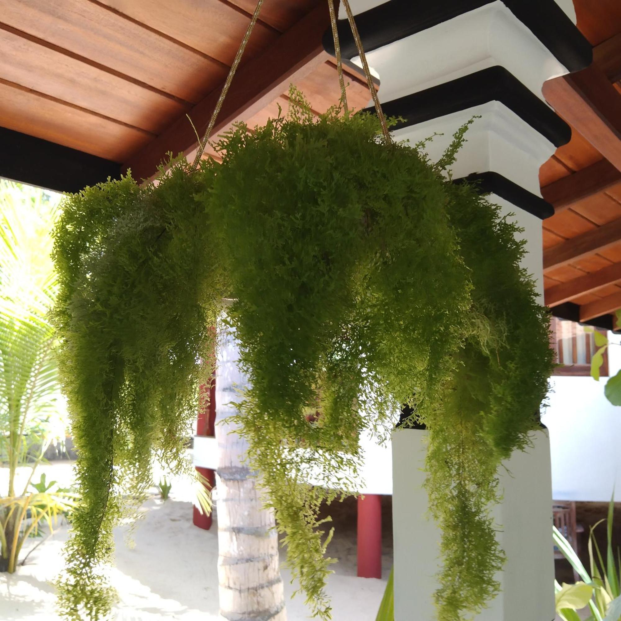 Patini Bungalows - Beach Garden Tangalle Kültér fotó