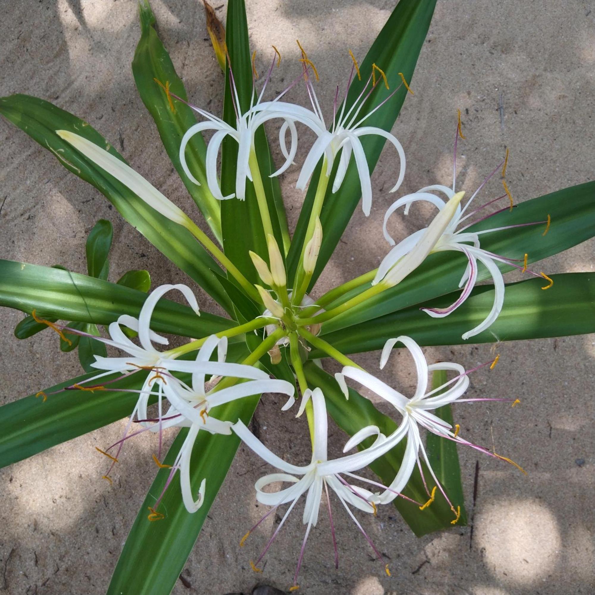 Patini Bungalows - Beach Garden Tangalle Kültér fotó