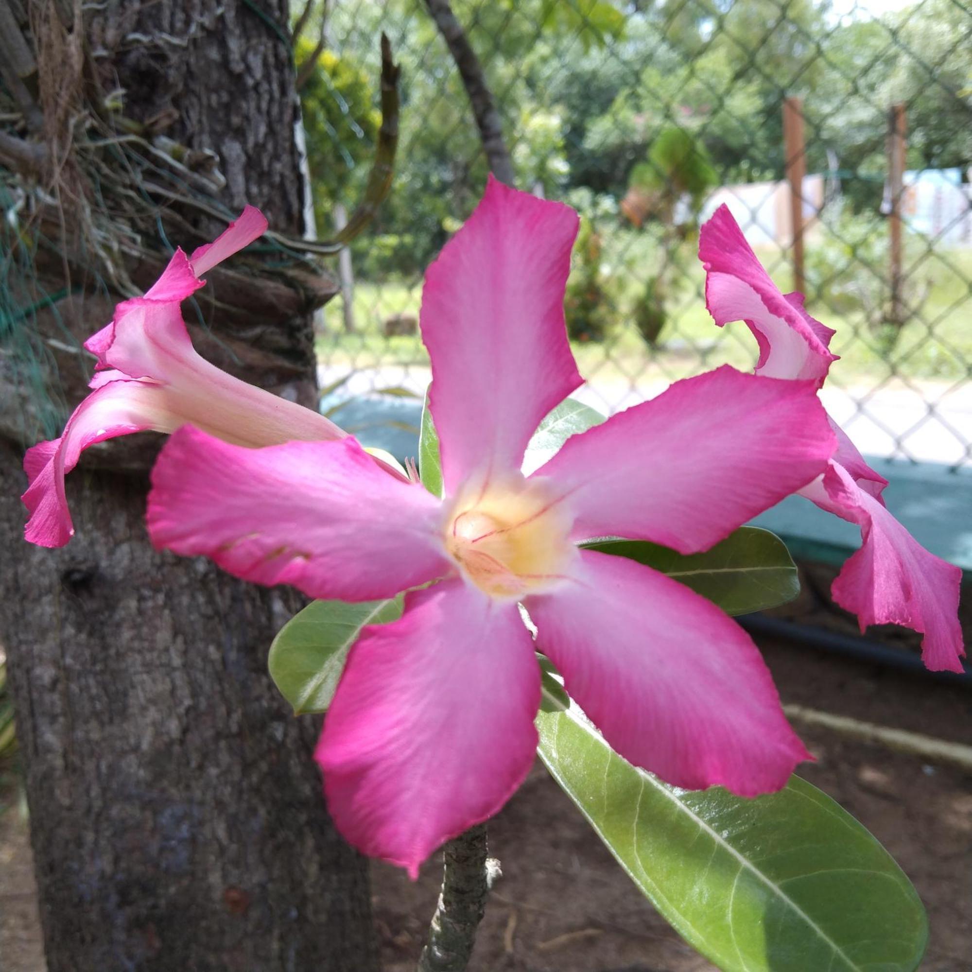 Patini Bungalows - Beach Garden Tangalle Kültér fotó
