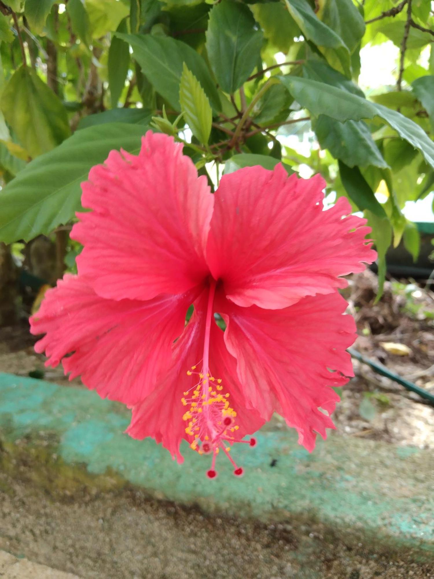 Patini Bungalows - Beach Garden Tangalle Kültér fotó