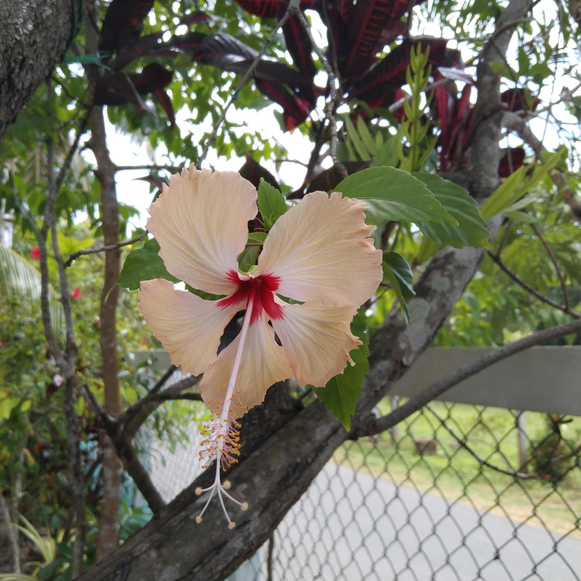 Patini Bungalows - Beach Garden Tangalle Kültér fotó